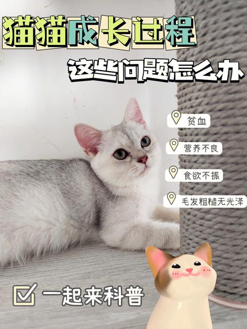 猫咪怀孕时的食欲问题，如何解决？