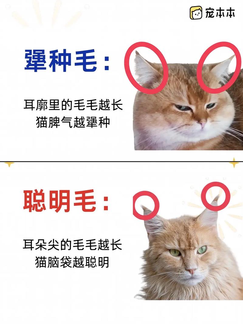 猫咪耳朵好烫，揭秘猫咪耳朵的秘密