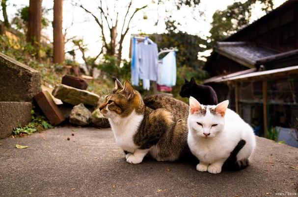 猫咪带出国，探索日本文化与生活