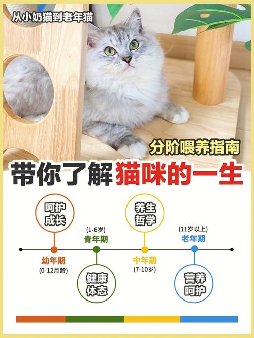 猫咪的成长，从幼猫到成猫