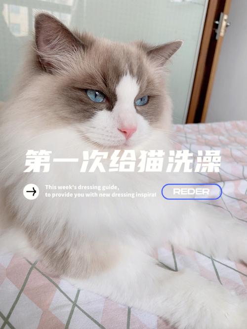 上海猫咪上门洗澡，宠物护理新体验