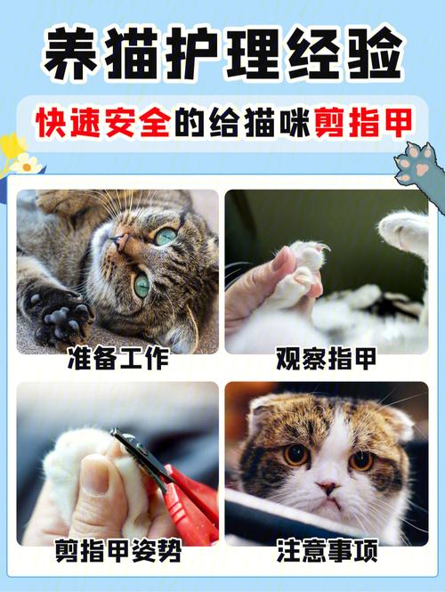 揭秘，如何让猫咪的指甲健康成长