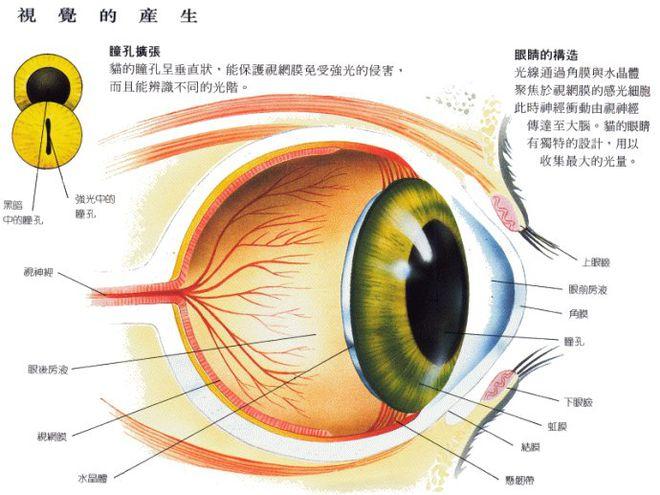 探索猫咪的神秘角膜，揭秘它们独特的视觉世界