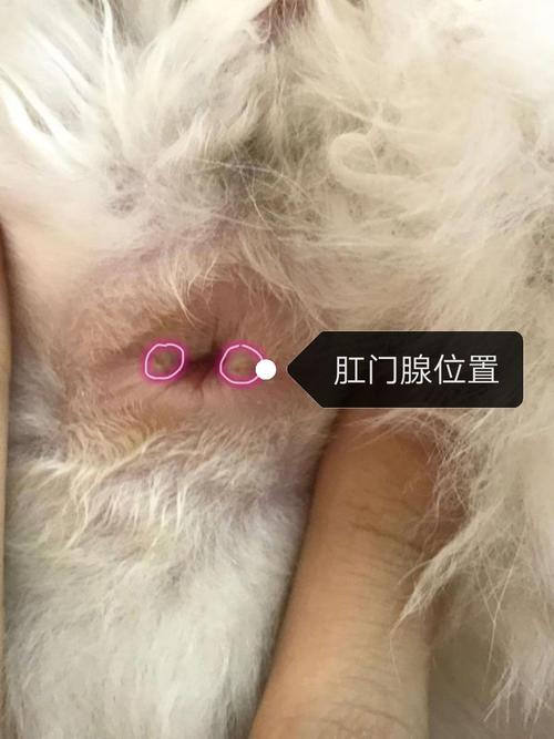 治愈猫肛门腺体发炎，自然疗法与科学指导