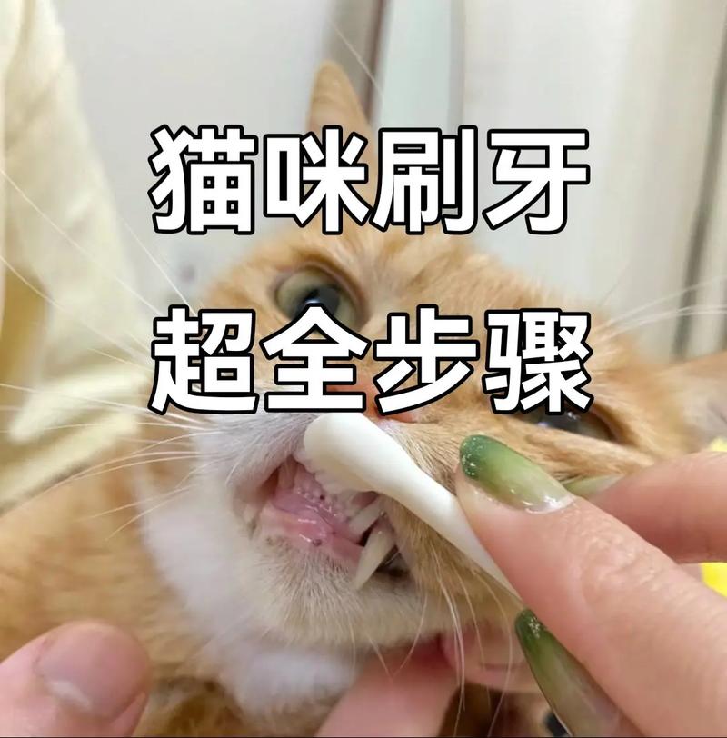 猫猫的清洁世界，揭秘猫咪的牙齿护理秘籍