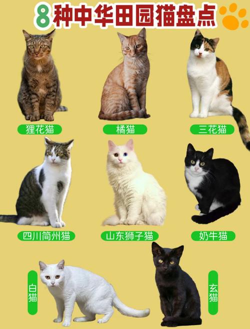 猫王争霸，哪只猫是最优秀的？