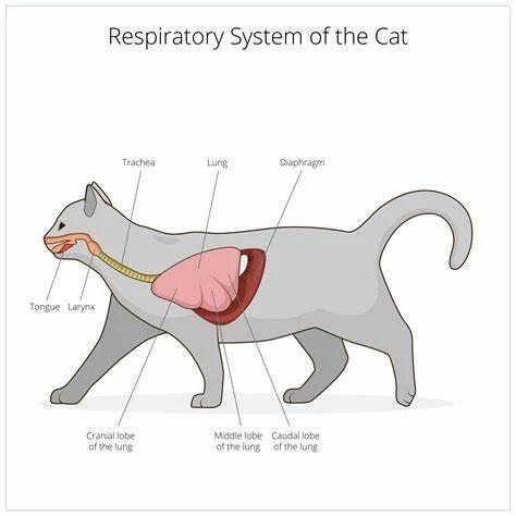 猫咪麻醉的科学与实践