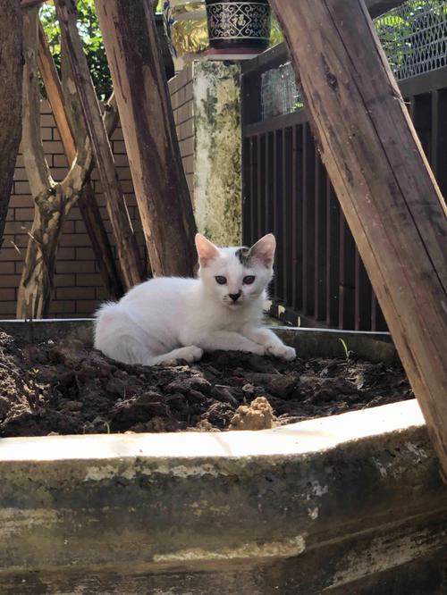 温暖的怀抱，珠海猫咪领养中心的爱心之旅