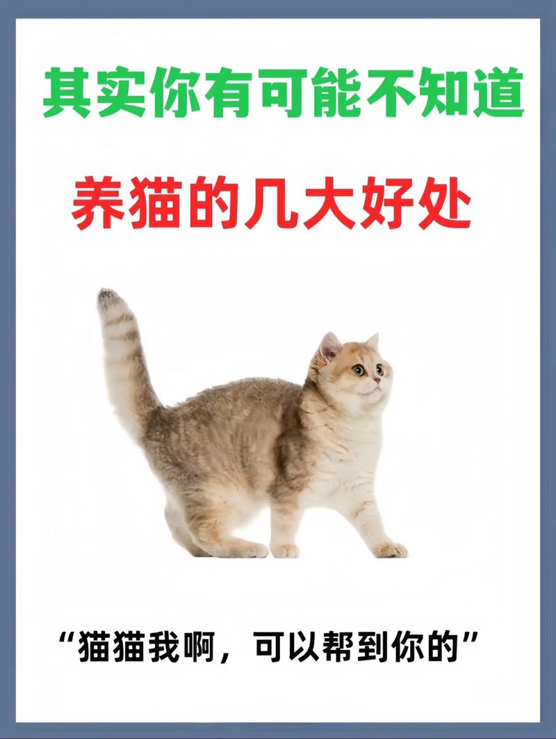 猫咪自由自在的家——探索散养生活带来的乐趣与挑战