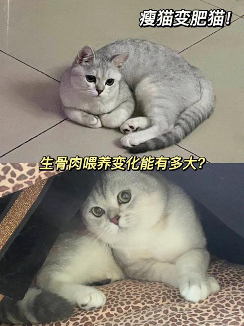 猫咪，瘦得像一串串珍珠