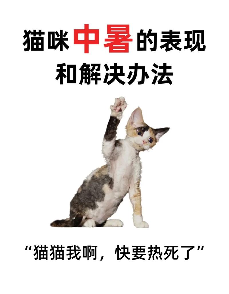 温暖的小猫咪，如何在酷暑中保持凉爽