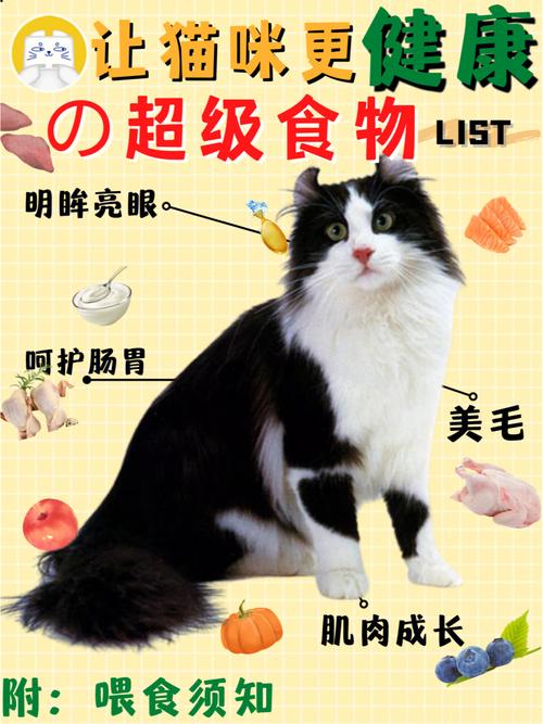 让猫咪的饮食变得更加健康