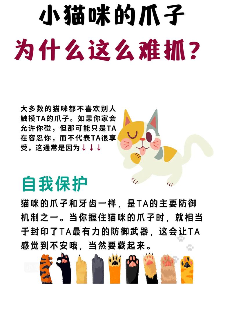 猫咪的温柔与好奇，舔猫爪子的故事