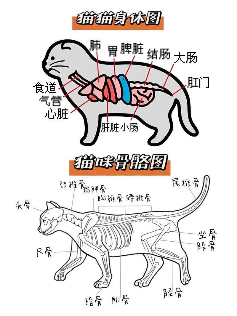 揭秘猫咪耳朵的秘密，它们的奇妙构造与神奇功能