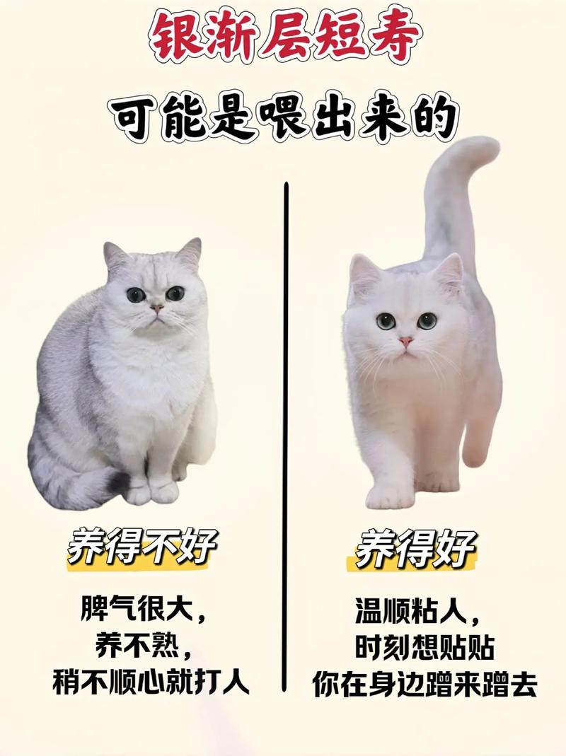 猫咪的小小秘密，揭秘它的吃饭习惯