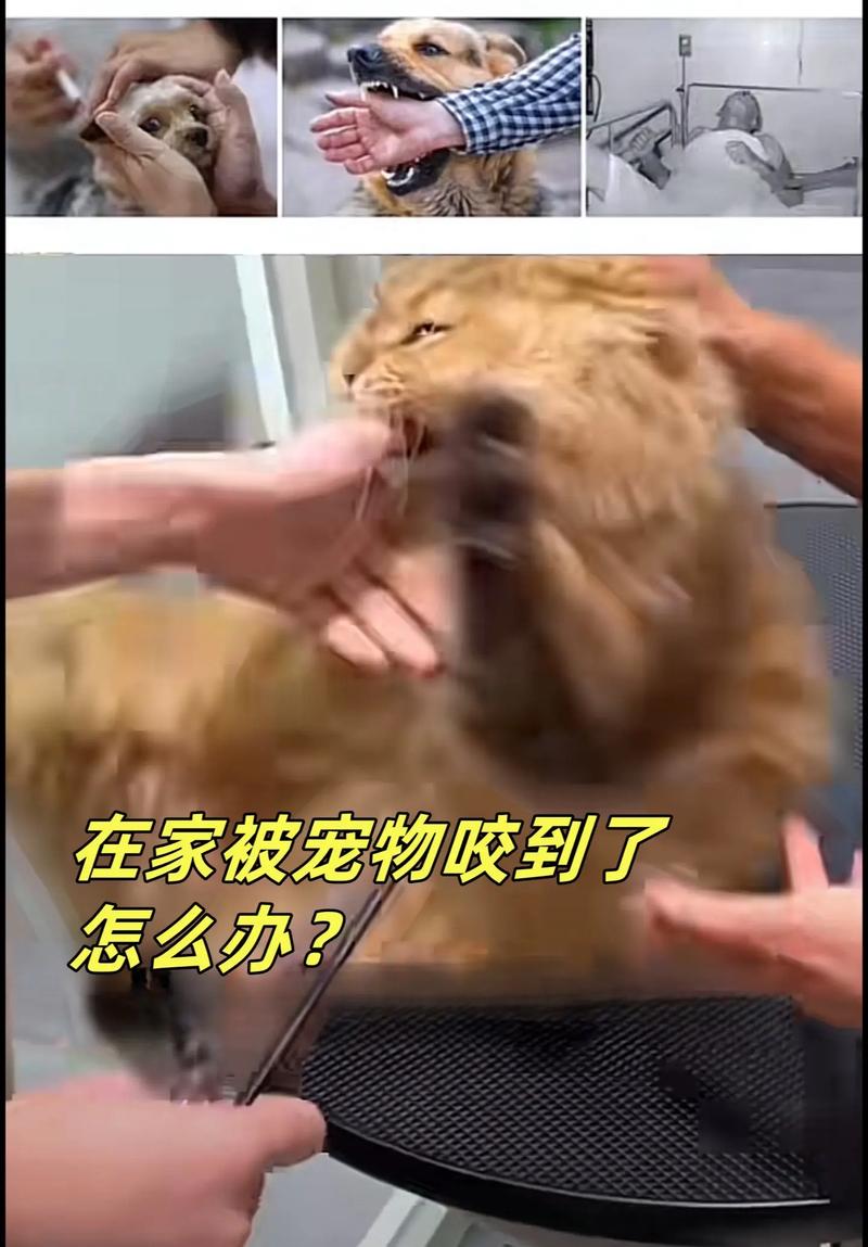 猫的狂犬病，一场无声的战争