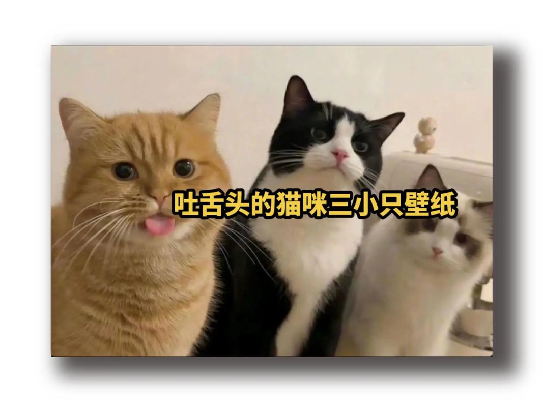 猫的吐与抖，从观察到理解