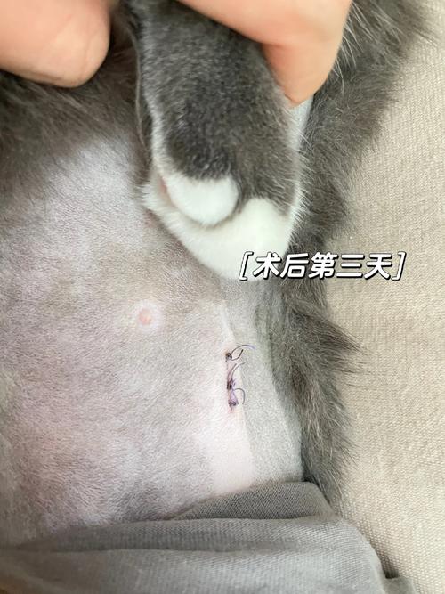 猫咪伤口的正确处理，拆线后需要注意什么？