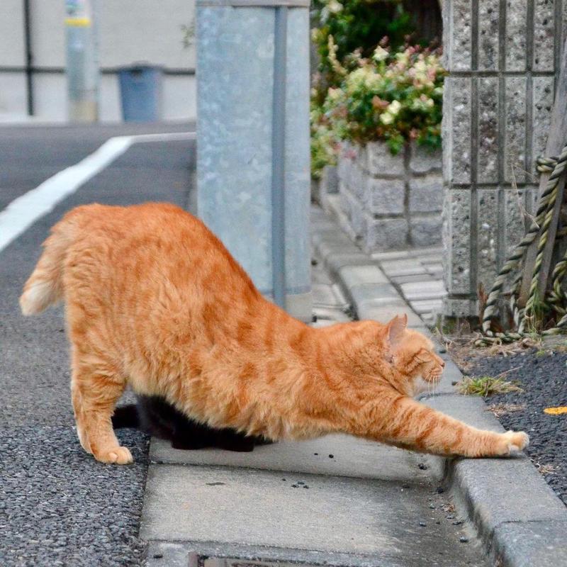 猫咪屁股的神秘香味，一种独特的气味世界