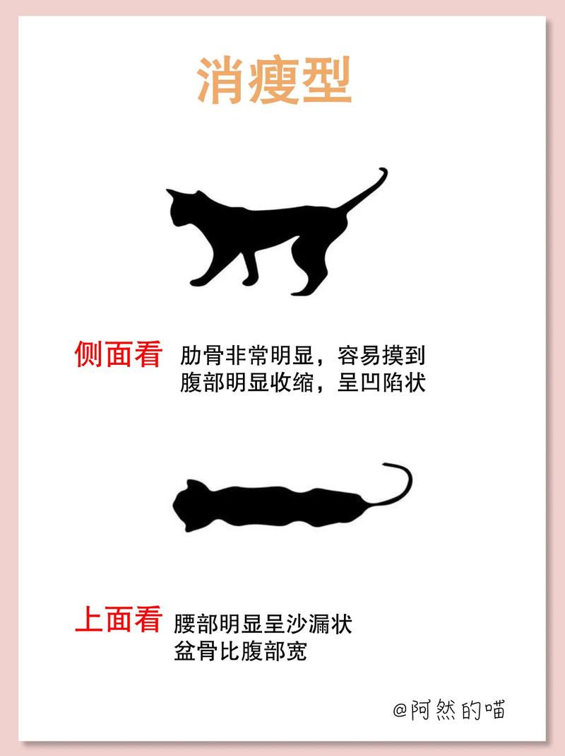 如何让你的猫咪变得健康且肥胖？