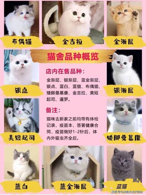 猫咪，价格不等，品质有别