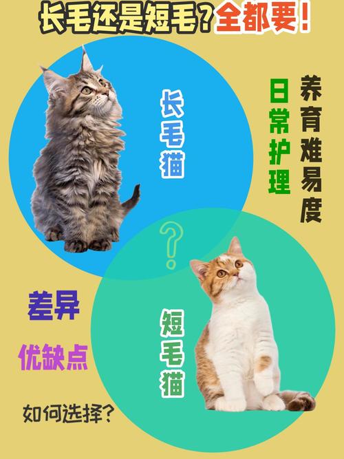 哪种猫的毛长得最短？探索猫咪毛发的秘密