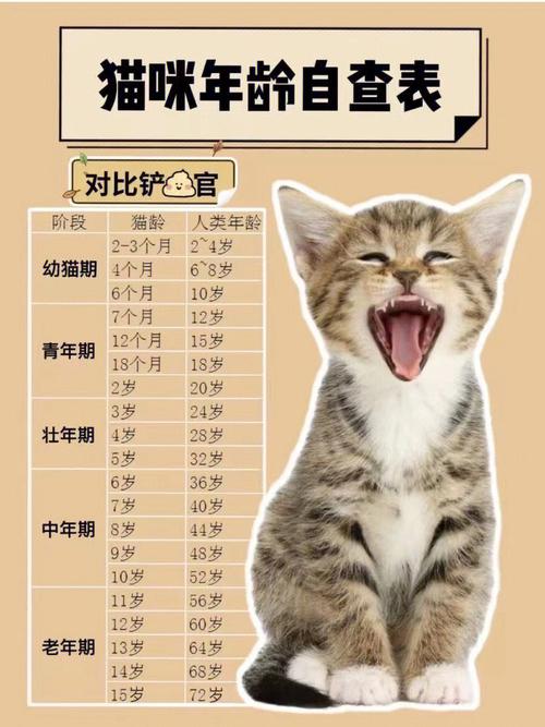 猫咪的神秘世界，从幼猫到成年猫的成长与变化