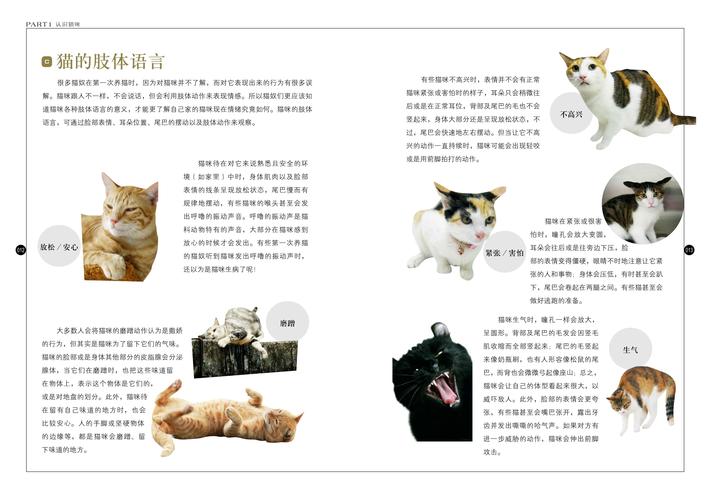 猫咪死亡的紧急处理与护理，实用指南