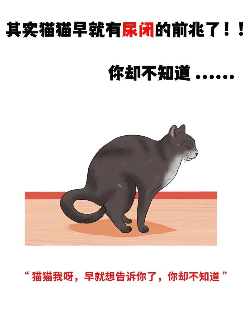 猫咪的神秘尿液，揭秘黑尿的秘密