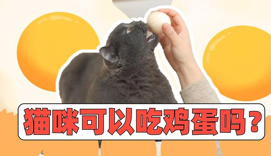 探索猫咪的神奇世界——猫咪鸡蛋的喂养技巧