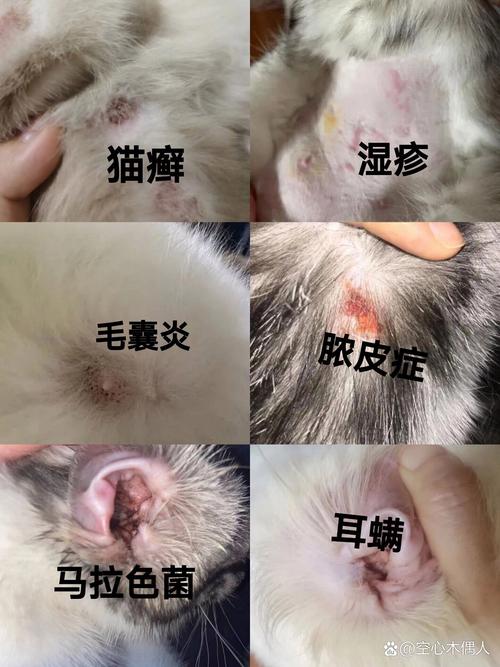 猫咪身上的神秘疙瘩，探索健康与烦恼