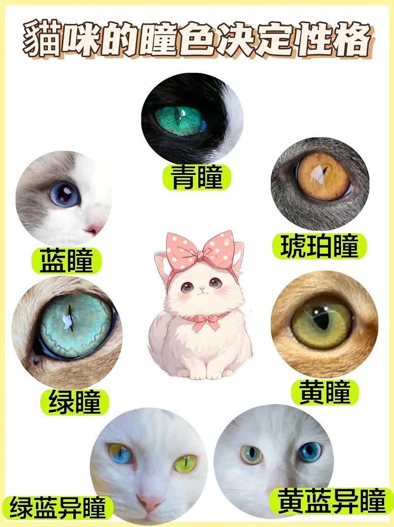 猫咪的智慧，鼻子与眼睛的秘密