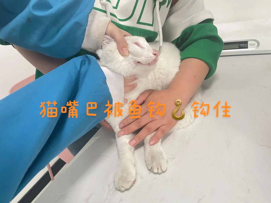 猫咪的无尽好奇心与卫生习惯