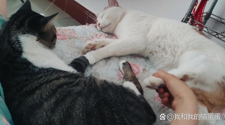 猫咪要杀主人？请先看这个故事！