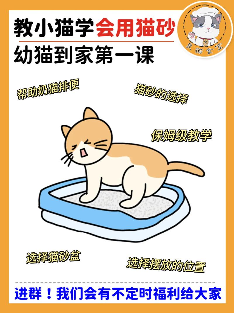 猫咪，告别传统猫砂的挑战与解决方案