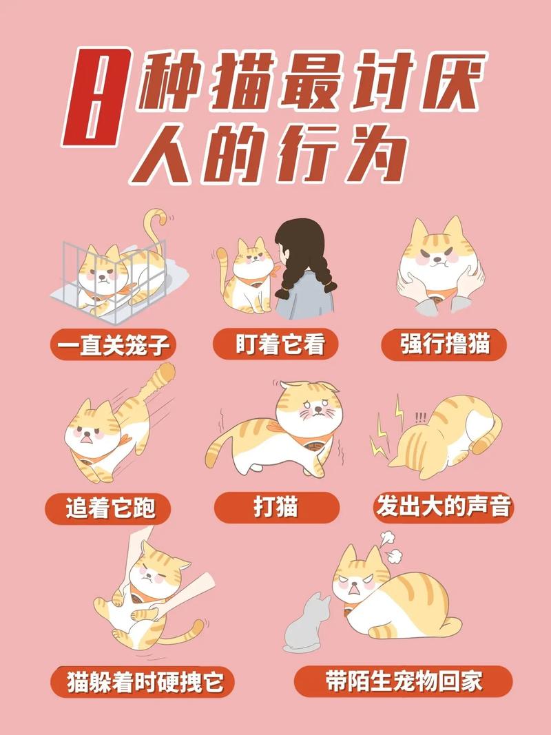 猫的讨厌行为，如何理解和应对