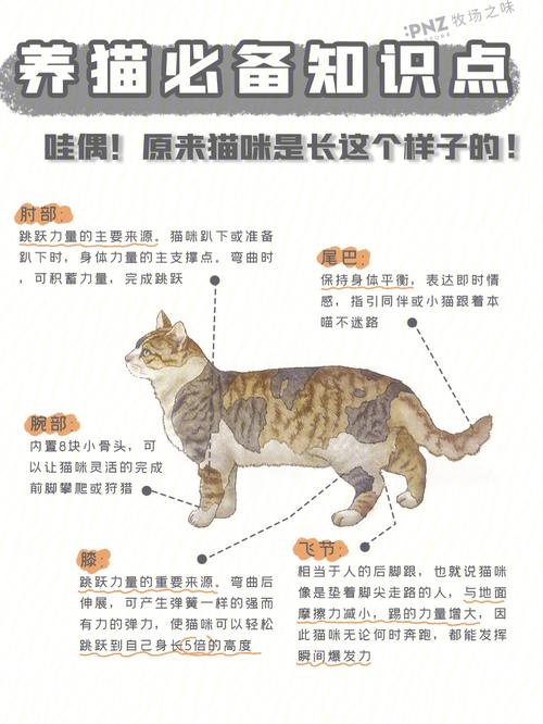 猫咪训练全攻略，让猫咪成为你的忠实伙伴