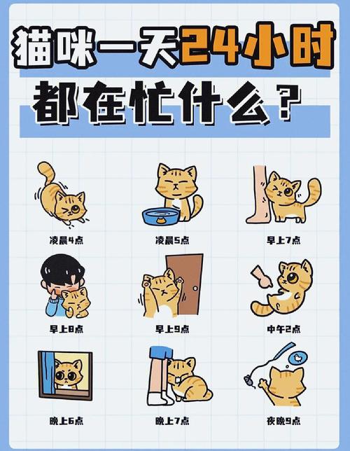 宠爱你的猫咪，如何安全有效地与它互动？