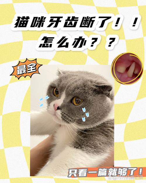 猫牙掉得厉害，如何有效护理？