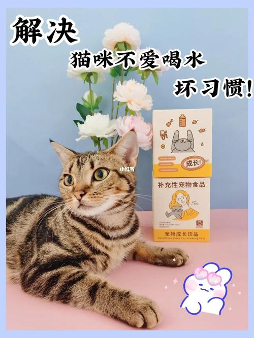 猫咪的水分管理，从饮食到运动，保持健康