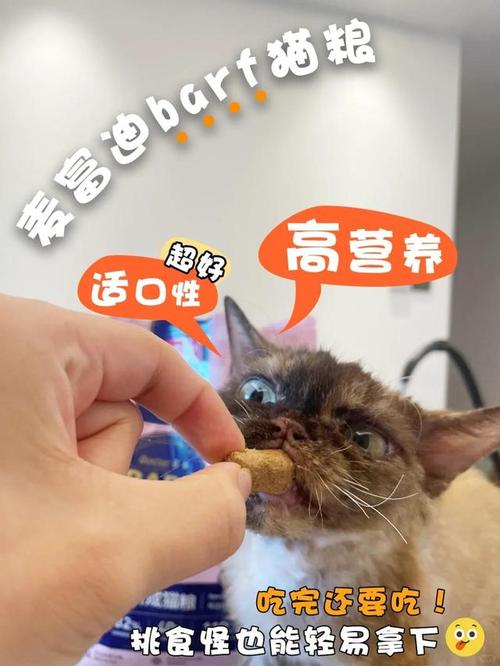 猫咪肾衰，发烧的原因与应对策略