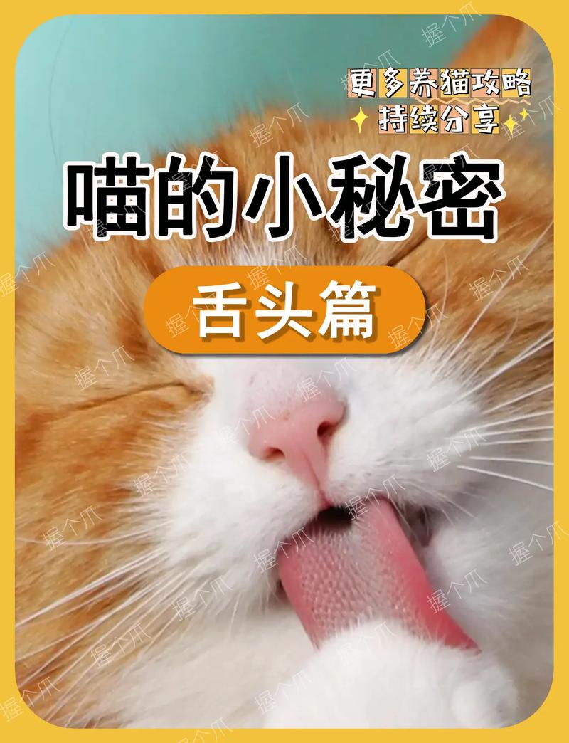 猫舌的神奇功能，探索猫咪舌头的秘密