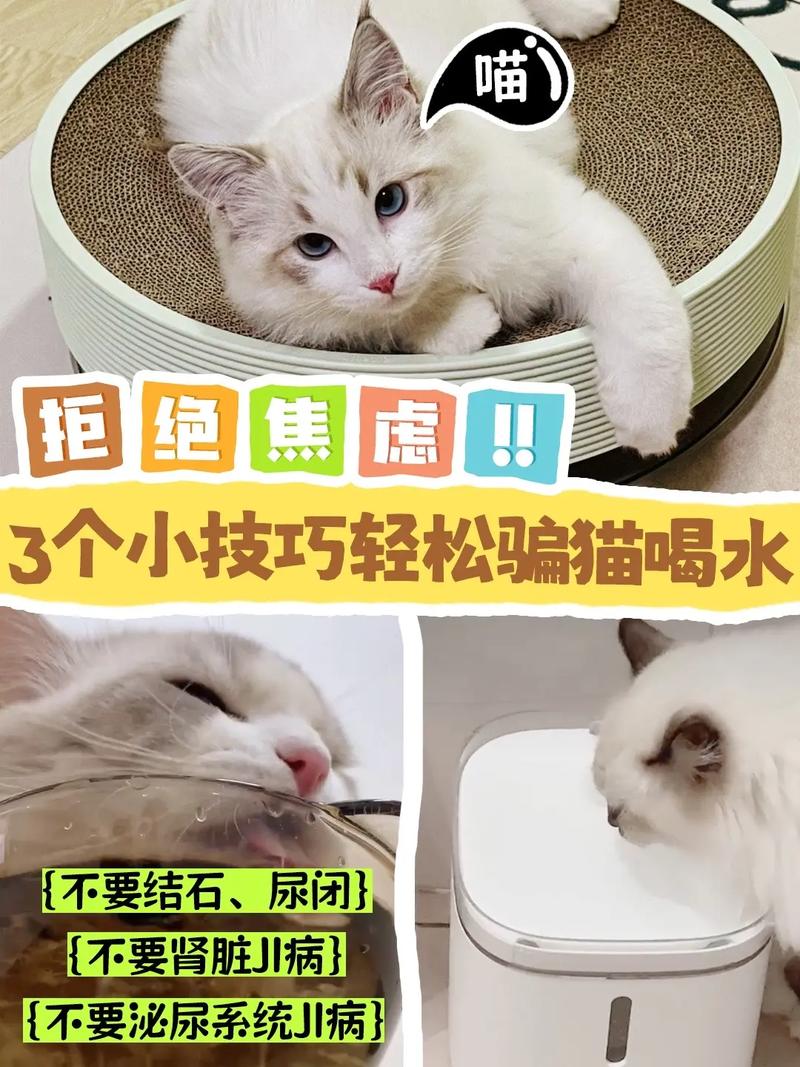 猫咪拒绝进食喝水，原因及应对策略