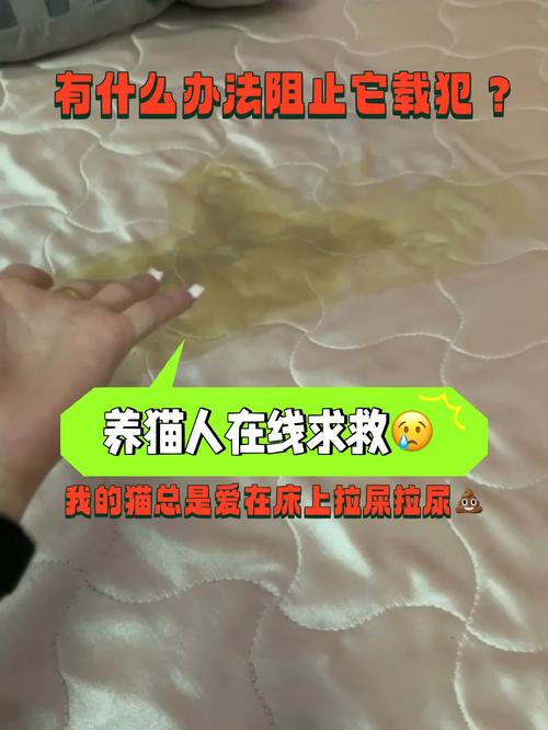 猫的排泄习惯，揭秘猫咪为什么总爱尿？