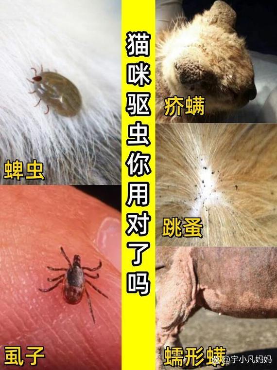 猫咪除虱，科学与安全的结合