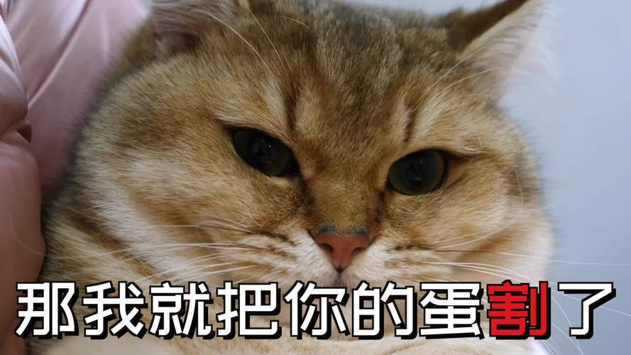 猫咪割蛋蛋，健康秘诀，幸福源泉