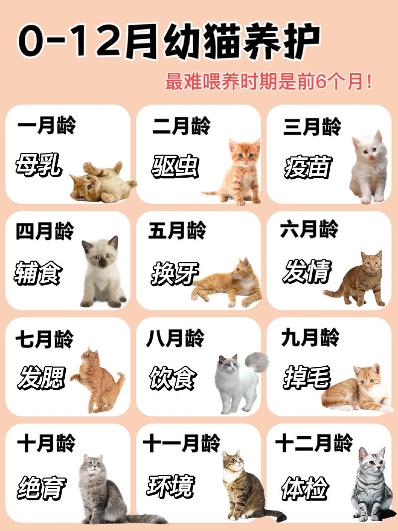 猫猫，你的小助手，教会你如何生活