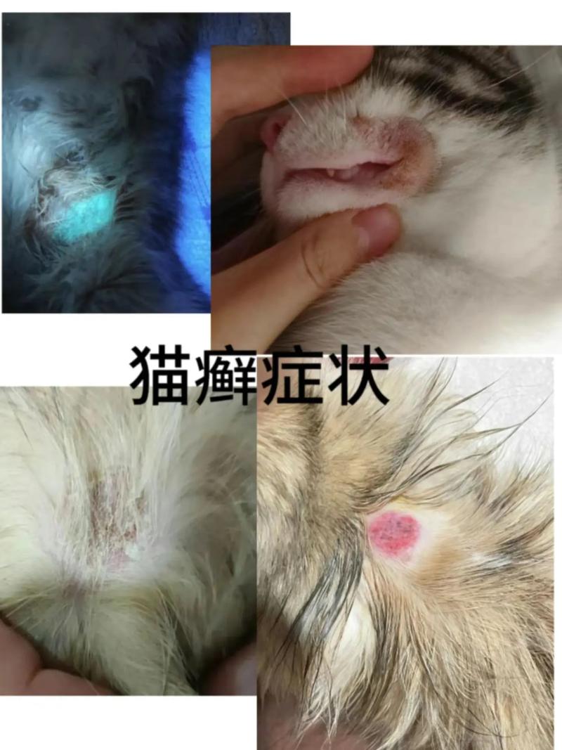 揭秘猫咪皮肤的神秘世界，揭秘猫咪皮肤起壳的秘密