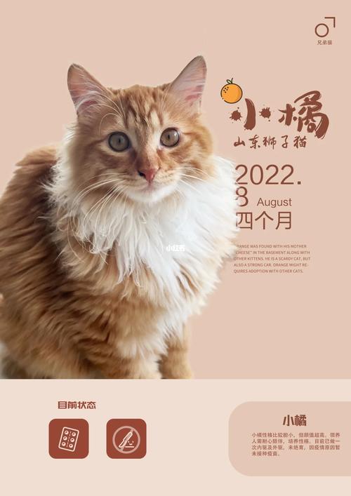 猫咪领养疫苗费用，全面了解猫咪疫苗的重要性与收费标准