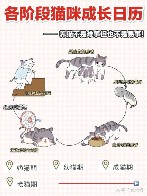 猫咪的健康守护，从预防到治疗，全方位呵护你的爱宠